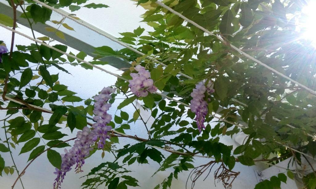 Hasayaki Homestay Саншинг Екстериор снимка